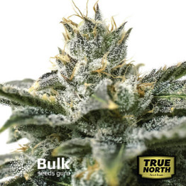 Banana Punch Feminized Seeds (Bulk Seeds Guru)