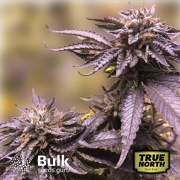 Black Amnesia Haze Fast Feminized Seeds (Bulk Seeds Guru) 