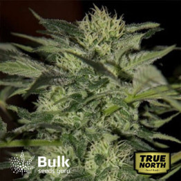 Auto Blueberry Feminized Seeds (Bulk Seeds Guru)