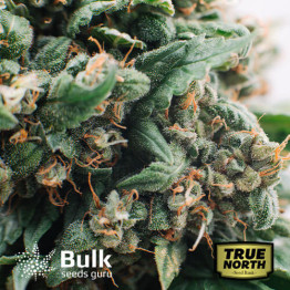 Blue Cheese Feminized Seeds (Bulk Seeds Guru) 