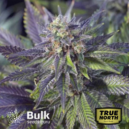 Blue Widow Feminized Seeds (Bulk Seeds Guru) - ELITE STRAIN