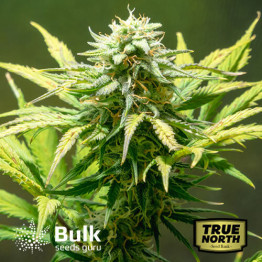 Bruce Banner AUTOFLOWERING FEMINIZED Seeds (Bulk Seeds Guru) - ELITE STRAIN