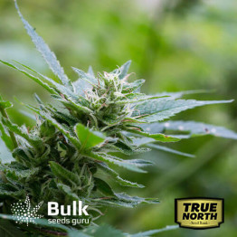 Bruce Banner FAST Feminized Seeds (Bulk Seeds Guru) 