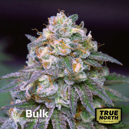 Bubba Kush Feminized Seeds (Bulk Seeds Guru)