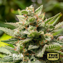 BubbleG Feminized Seeds (Bulk Seeds Guru) *Until Supplies Last * 