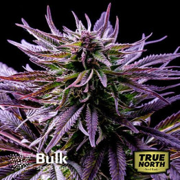 Cement Shoes Regular Seeds (Bulk Seeds Guru) - ELITE STRAIN