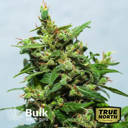 CBDurban Feminized Seeds (Bulk Seeds Guru)