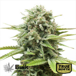 Cheese Autoflowering Feminized Seeds (Bulk Seeds Guru)