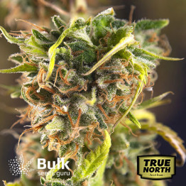 Cheese Feminized Seeds (Bulk Seeds Guru)