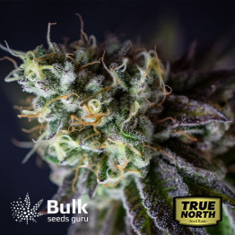 Cherry Cookies Feminized Seeds (Bulk Seeds Guru) - ELITE STRAIN