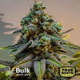 Cinderella 99 FAST Feminized Seeds (Bulk Seeds Guru) 