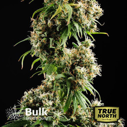 Citrus Skunk Feminized Seeds (Bulk Seeds Guru) - ELITE STRAIN