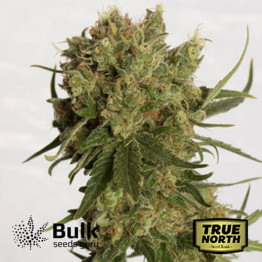 Coco Melon Regular Seeds (Bulk Seeds Guru) - ELITE STRAIN **While Supplies Last**