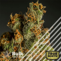 Cookies Kush Feminized Seeds (Bulk Seeds Guru) - ELITE STRAIN