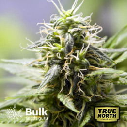 Cookies and Cream Feminized Seeds (Bulk Seeds Guru) - ELITE STRAIN