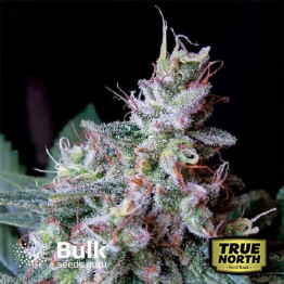 Cream AUTOFLOWERING FEMINIZED Seeds (Bulk Seeds Guru)