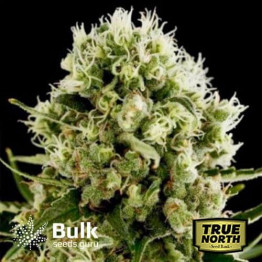 Critical Jack Fast Feminized Seeds (Bulk Seeds Guru) 