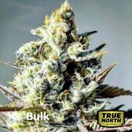 Critical Killer Fast Feminized Seeds (Bulk Seeds Guru)