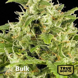 Critical Mass Autoflowering Feminized Seeds (Bulk Seeds Guru)