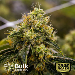 Critical Mass Feminized Seeds (Bulk Seeds Guru)