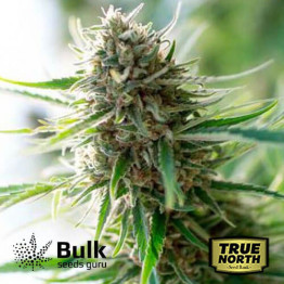 Critical Widow Feminized Seeds (Bulk Seeds Guru)