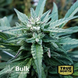 Double Down Regular Seeds (Bulk Seeds Guru) *While Supplies Last*