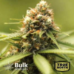 Durban Poison Feminized Seeds (Bulk Seeds Guru) - ELITE STRAIN