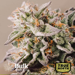 Gelato Autoflowering Feminized Seeds (Bulk Seeds Guru) - ELITE STRAIN