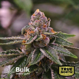 Gelato Feminized Seeds (Bulk Seeds Guru) - ELITE STRAIN