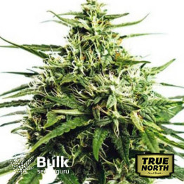 GG#4 Autoflowering Feminized Seeds (Bulk Seeds Guru)