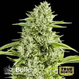 GG#4 Fast Feminized Seeds (Bulk Seeds Guru) 