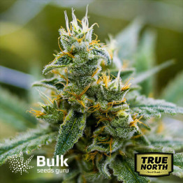 GG#4 FEMINIZED Seeds (Bulk Seeds Guru)