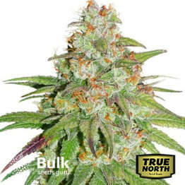 Glueberry OG Feminized Seeds (Bulk Seeds Guru) - ELITE STRAIN