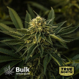 God Bud Regular Seeds (Bulk Seeds Guru) - ELITE STRAIN