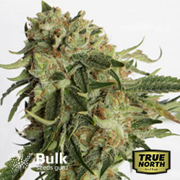 Gold Rush Feminized Seeds (Bulk Seeds Guru) - ELITE STRAIN