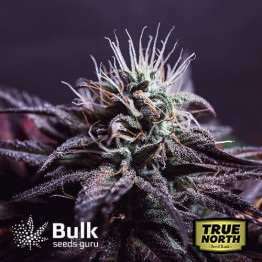 Grandaddy Black Feminized Seeds (Bulk Seeds Guru) - ELITE STRAIN