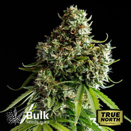 Grandaddy Bruce Feminized Seeds (Bulk Seeds Guru) - ELITE STRAIN