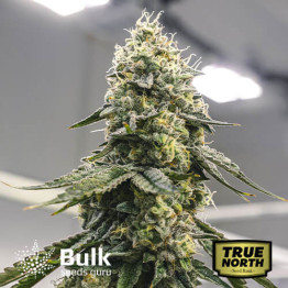 Auto Great White Shark Feminized Seeds (Bulk Seeds Guru) *Until Supplies Last * 