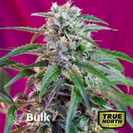 Green Potion Fast Feminized Seeds (Bulk Seeds Guru)