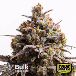 Girl Scout Cookies AUTOFLOWERING FEMINIZED Seeds (Bulk Seeds Guru) - ELITE STRAIN