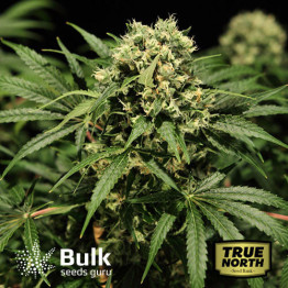 Auto Hindu Kush Feminized Seeds (Bulk Seeds Guru) *Until Supplies Last * 