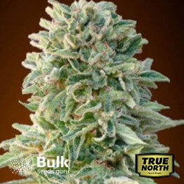 Jack Herer AUTOFLOWERING FEMINIZED Seeds (Bulk Seeds Guru)