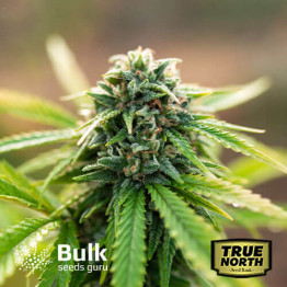 Jack Herer Feminized Seeds (Bulk Seeds Guru)