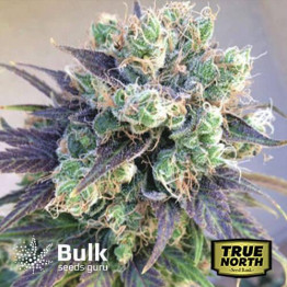 Jelly Bean Regular Seeds (Bulk Seeds Guru)