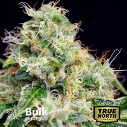 Killer Cheese Dawg Fast Feminized Seeds (Bulk Seeds Guru)