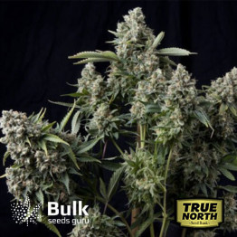 King TUT Feminized Seeds (Bulk Seeds Guru) - ELITE STRAIN