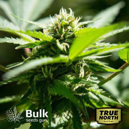 Kushy Kush Feminized Seeds (Bulk Seeds Guru)