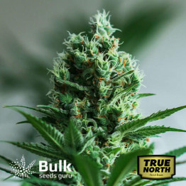 Auto Lemon Skunk Feminized Seeds (Bulk Seeds Guru)