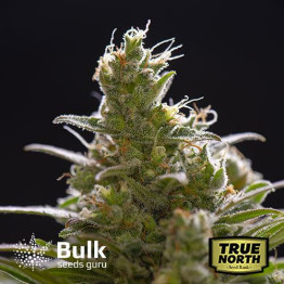 LSD Auto Feminized Seeds (Bulk Seeds Guru) - ELITE STRAIN