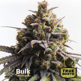 Magnum AUTOFLOWERING FEMINIZED Seeds (Bulk Seeds Guru)